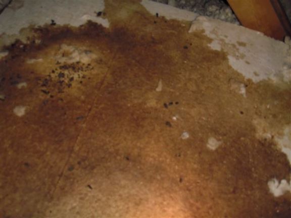 A vermin problem is evident from urine stains and feces (squirrels) on this attic hatch in a very high-end Chatham home.