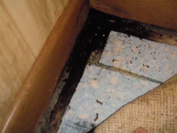 Dampness and water seepage has caused mold to form in the corner of this basement. 