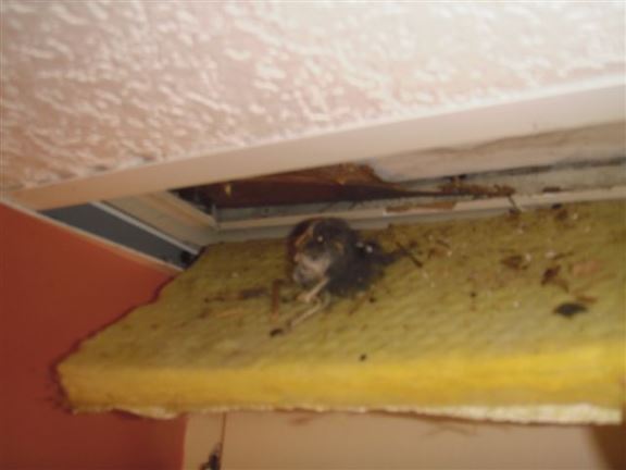 A dead mouse in the ceiling indicates there could be a rodent problem.