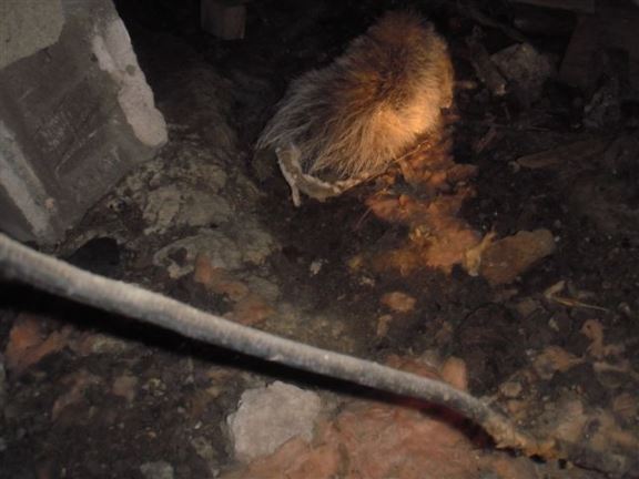 This furry thing was discovered in a crawl space in Erieau.