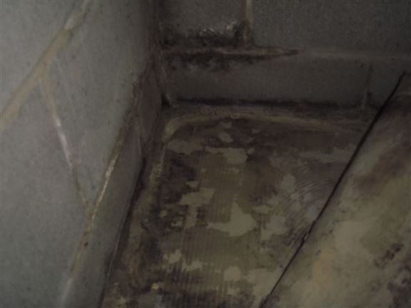 Mold is growing under this floor, a sure sign of moisture problems.