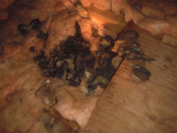 A large pile of raccoon feces is a sure sign of unwanted guests in the attic.