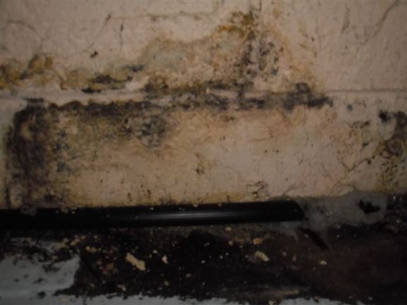 This mold build-up provides evidence of seepage in a basement.