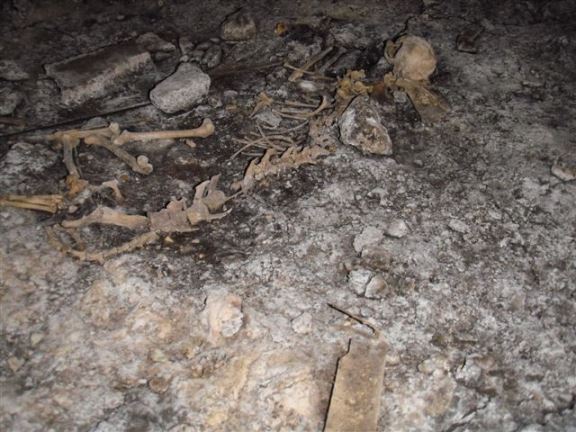 Skeletal remains are a common sight in crawl spaces.