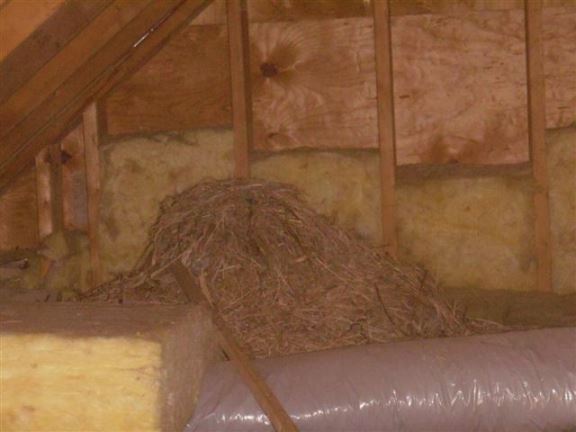 This is quite common where a starling tries to build a nest in a roof vent, but the straw falls in the attic and the birds don't give up.