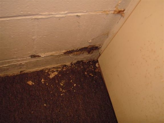 Evidence of recent water seepage in a basement.